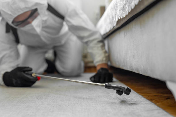 Professional Bed Bug Control technician working in Amboy, IL